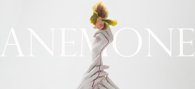 Anemone by Amber Gray